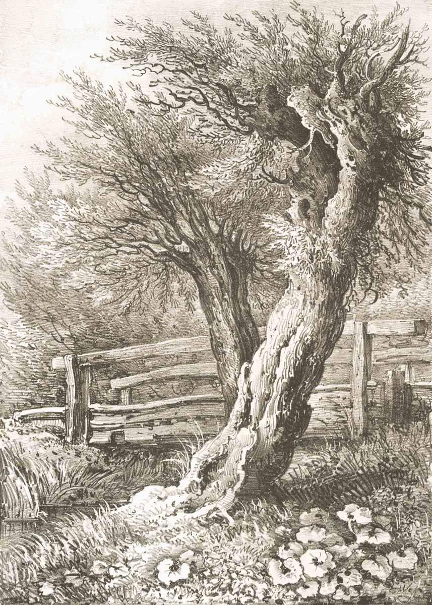 British Tree Sepia