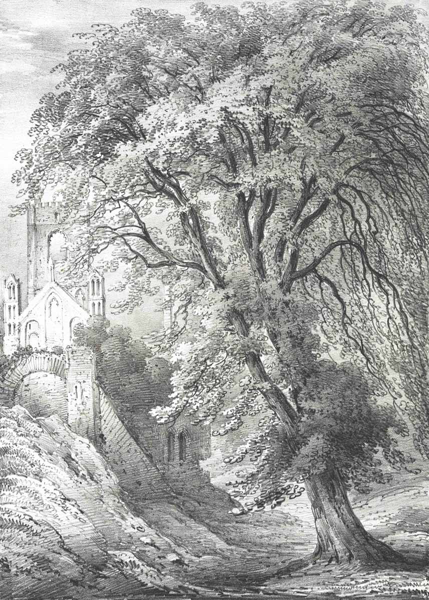 British Tree Drawings