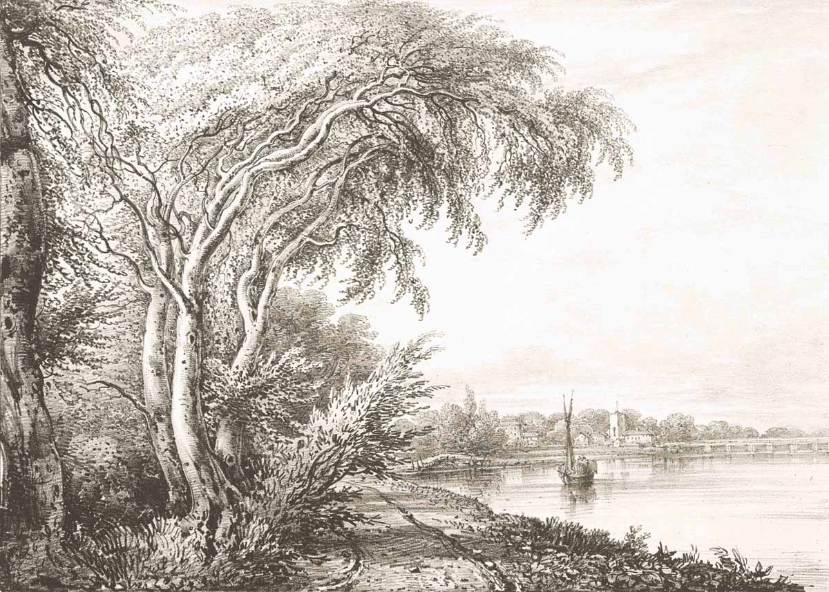 British Tree Sepia