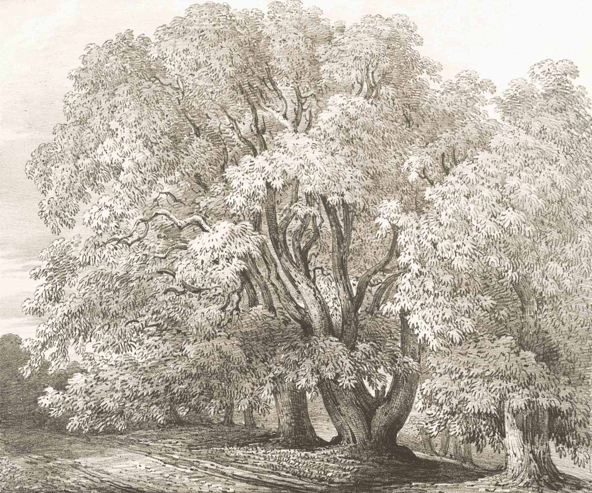 British Tree Sepia