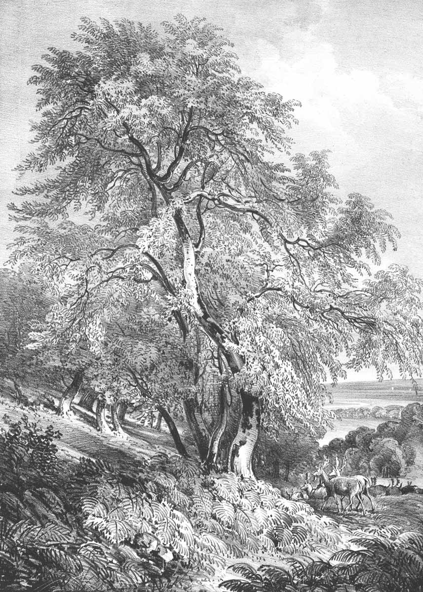 British Tree Drawings