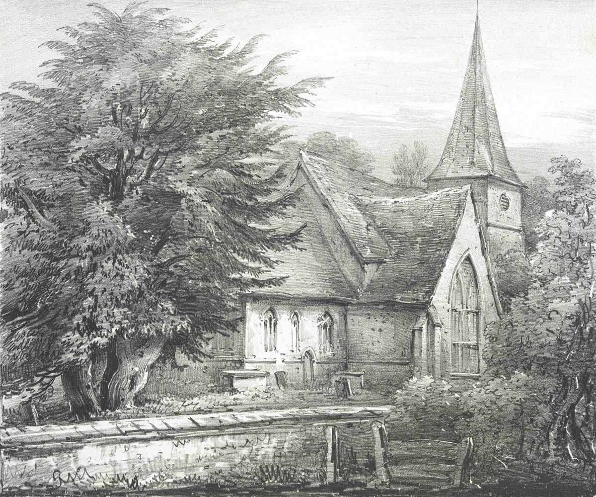 British Tree Drawings
