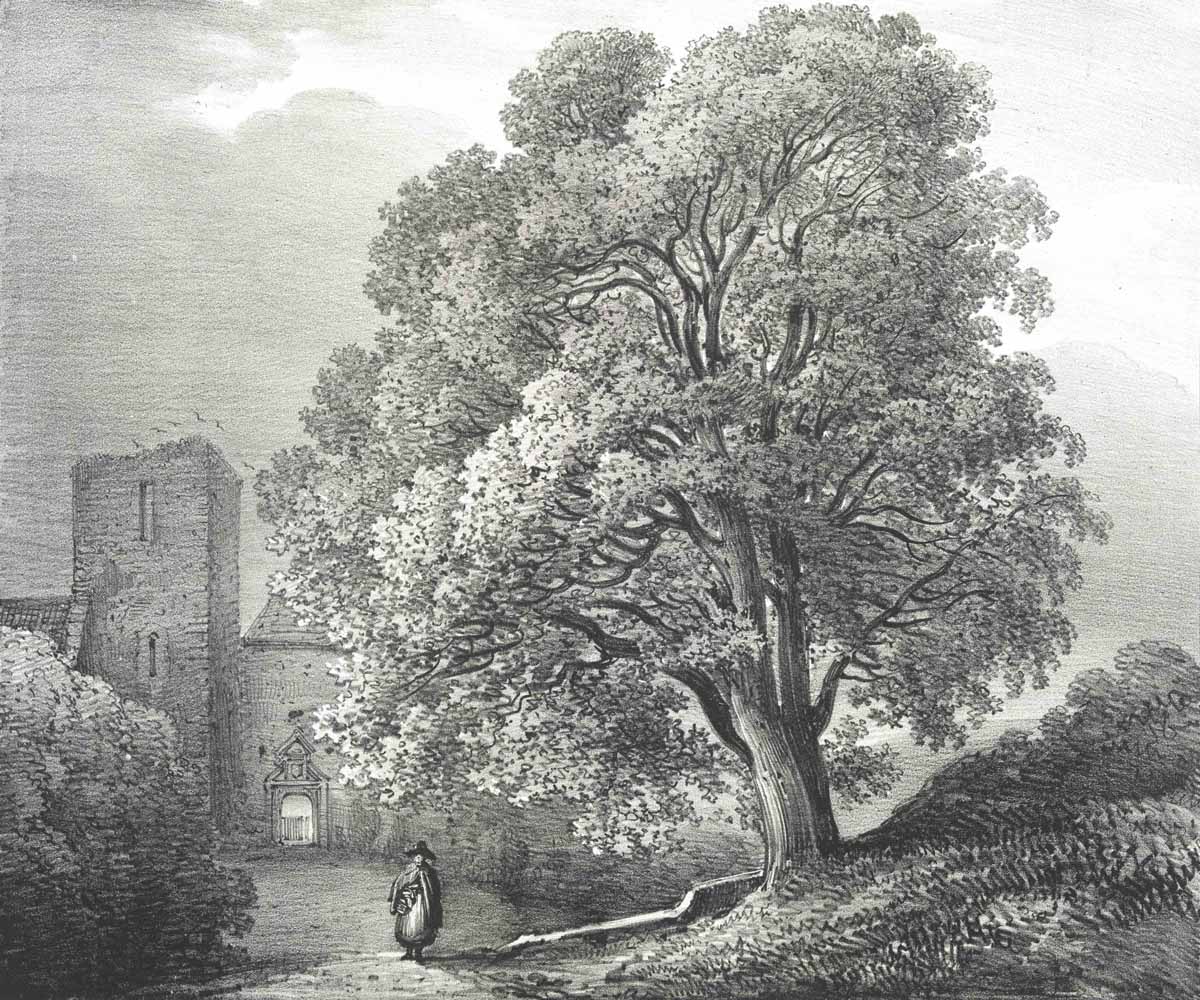 British Tree Drawings