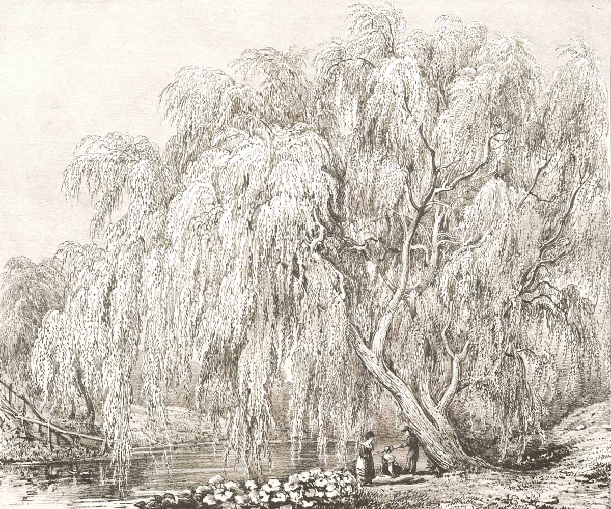 British Tree Sepia