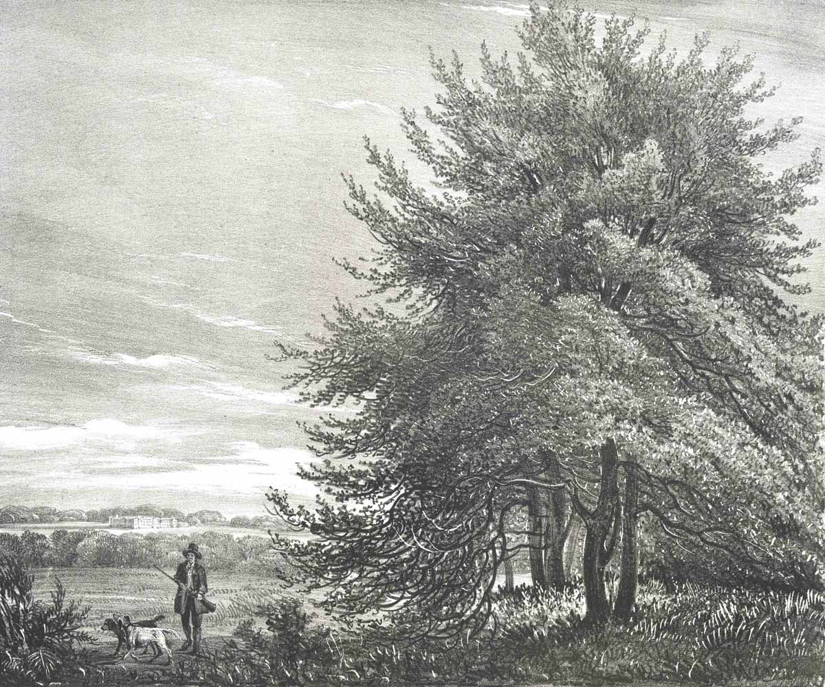 British Tree Drawings