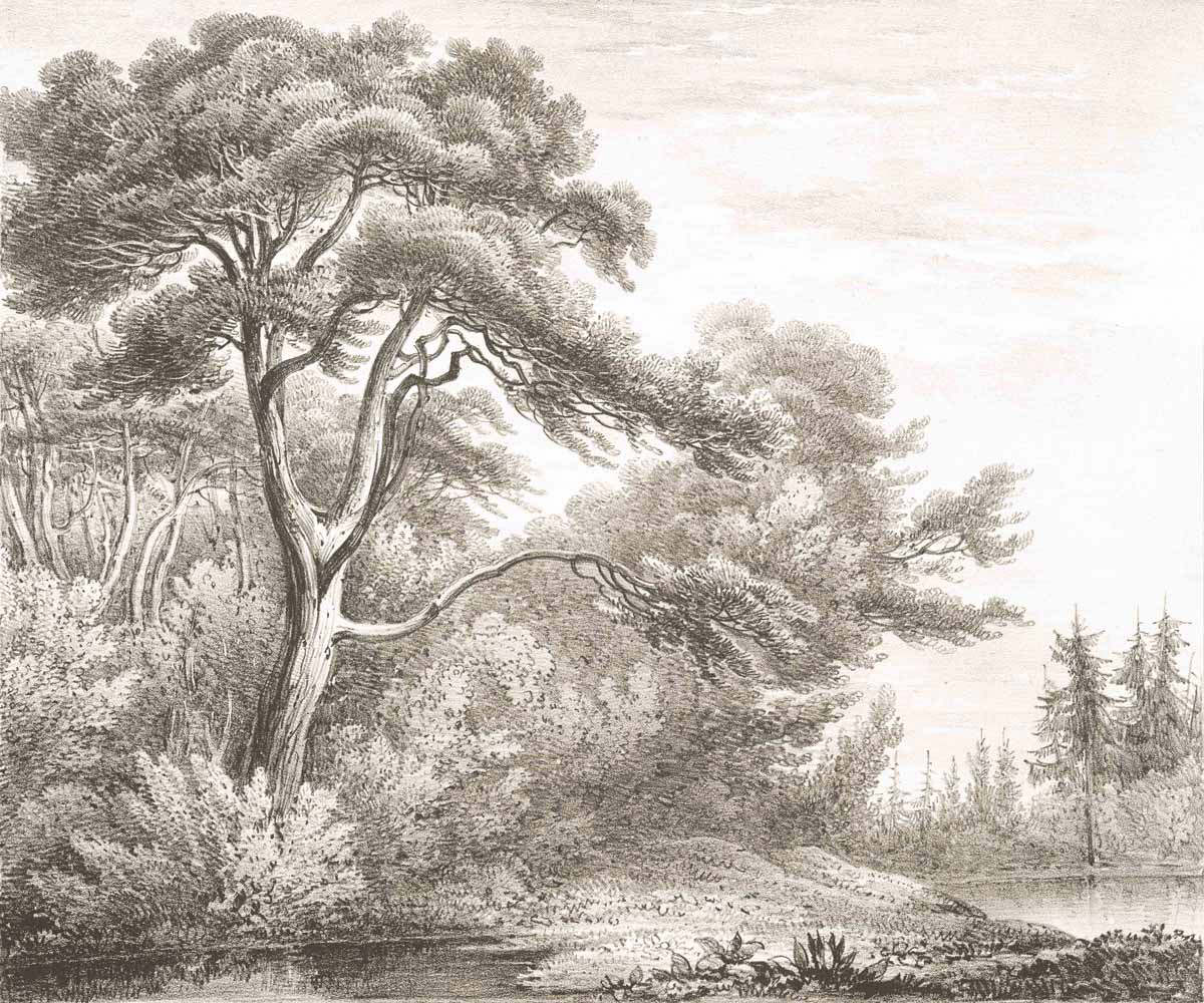 British Tree Sepia