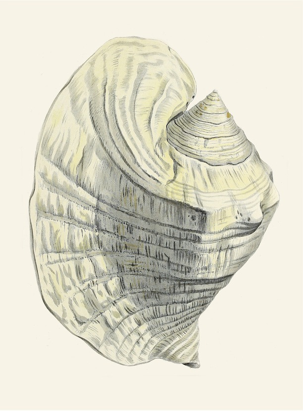 German Shells