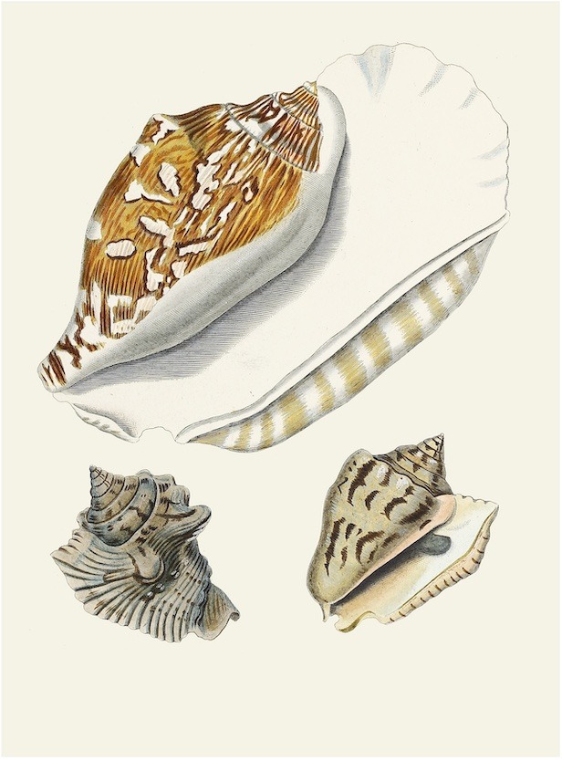 German Shells