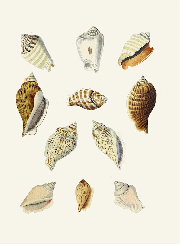German Shells