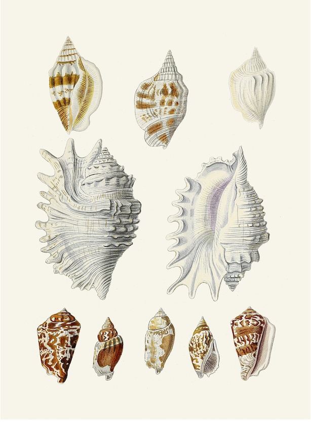 German Shells