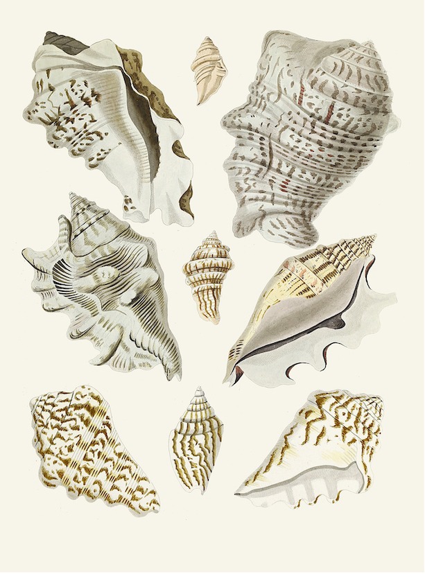 German Shells