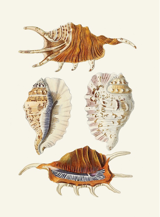 German Shells