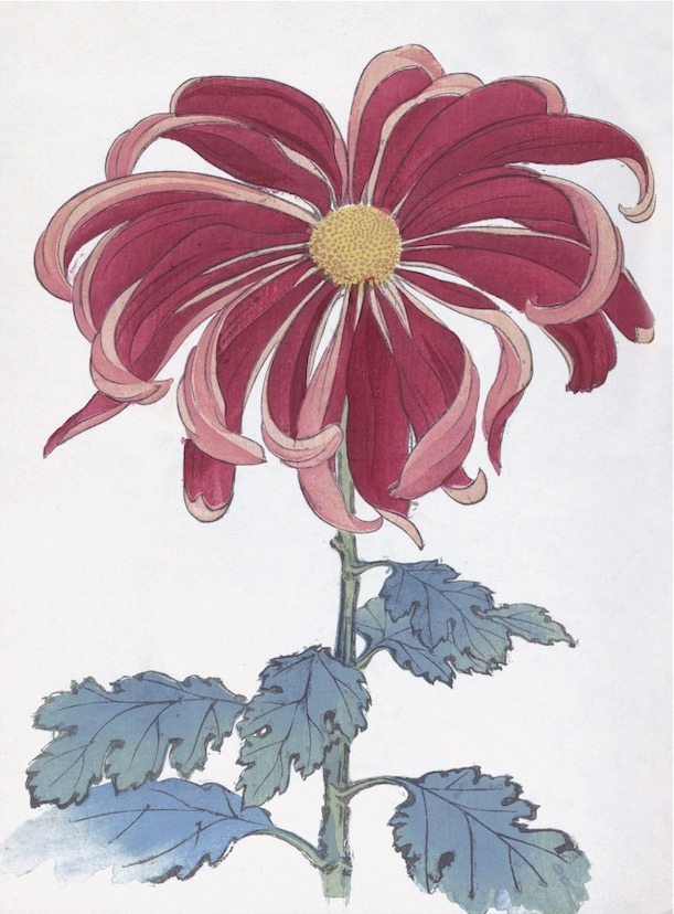 Chrysanthemums
