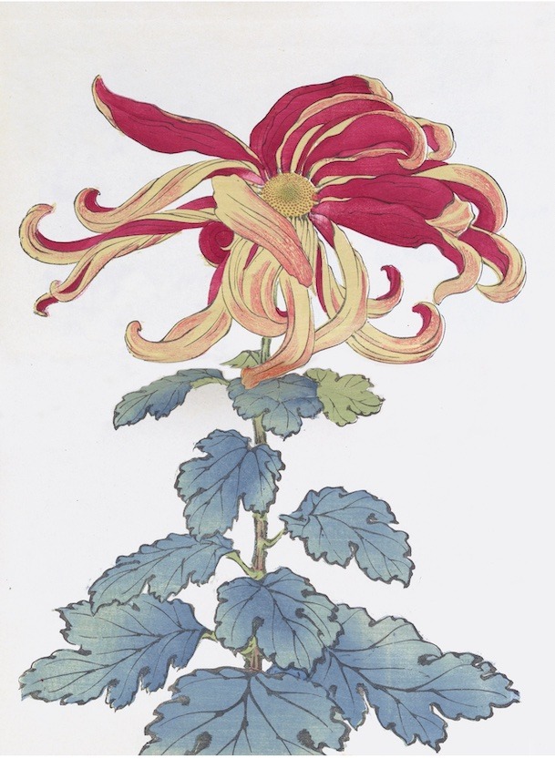 Chrysanthemums