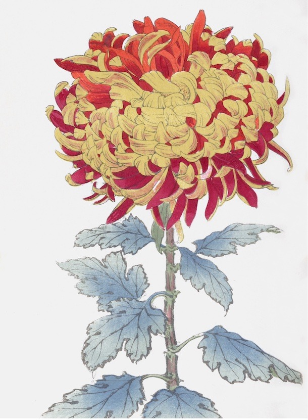 Chrysanthemums