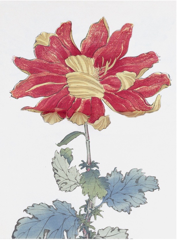 Chrysanthemums