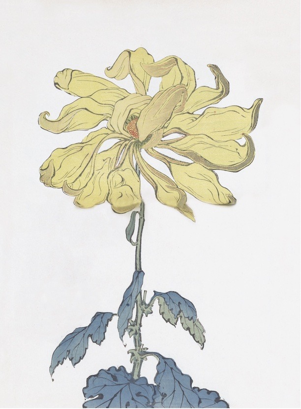Chrysanthemums