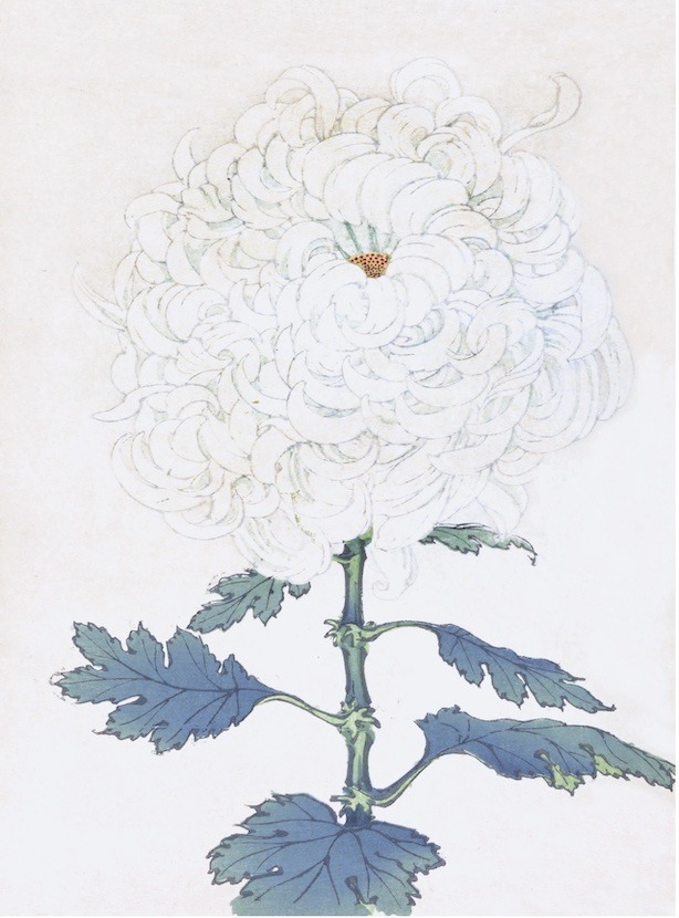 Chrysanthemums