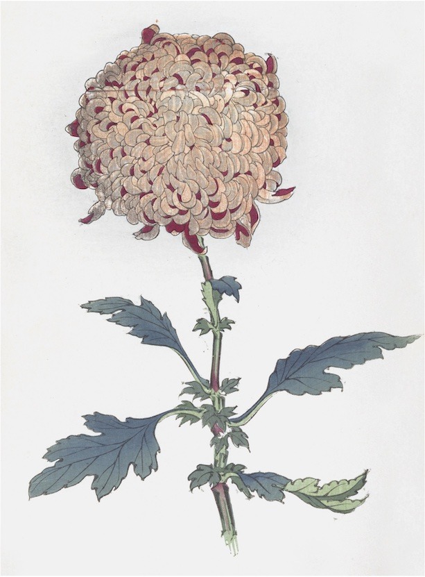 Chrysanthemums