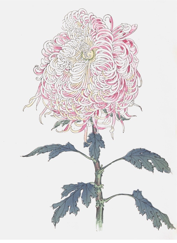 Chrysanthemums