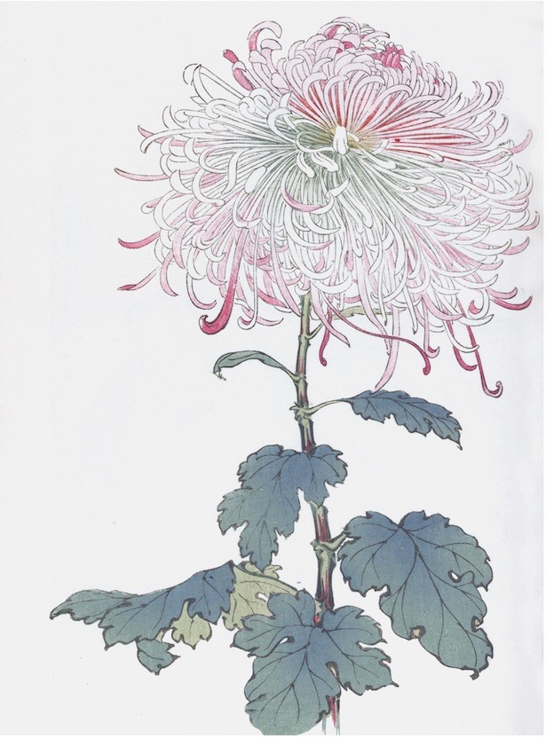 Chrysanthemums