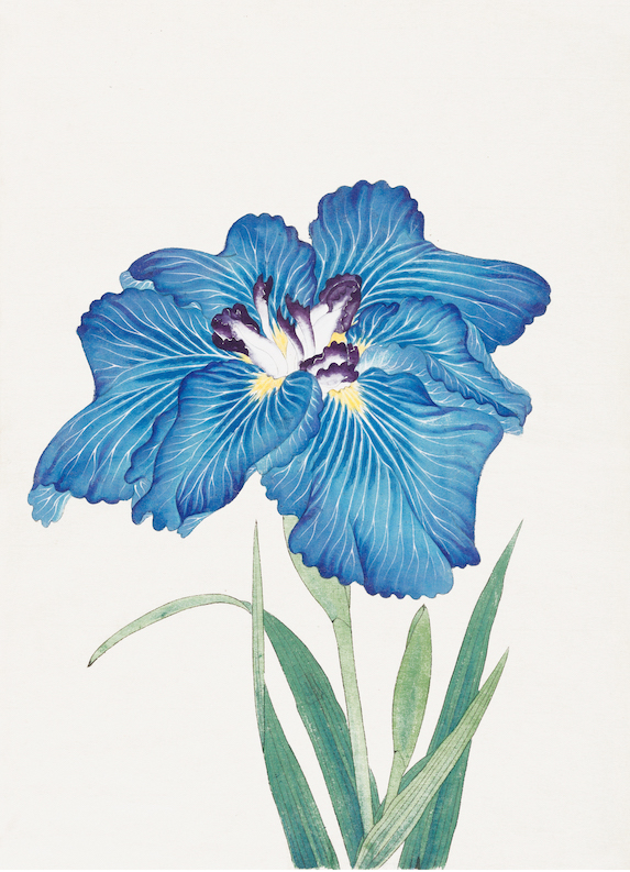 Japanese Irises