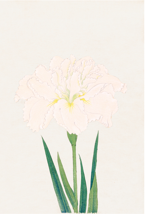 Japanese Irises
