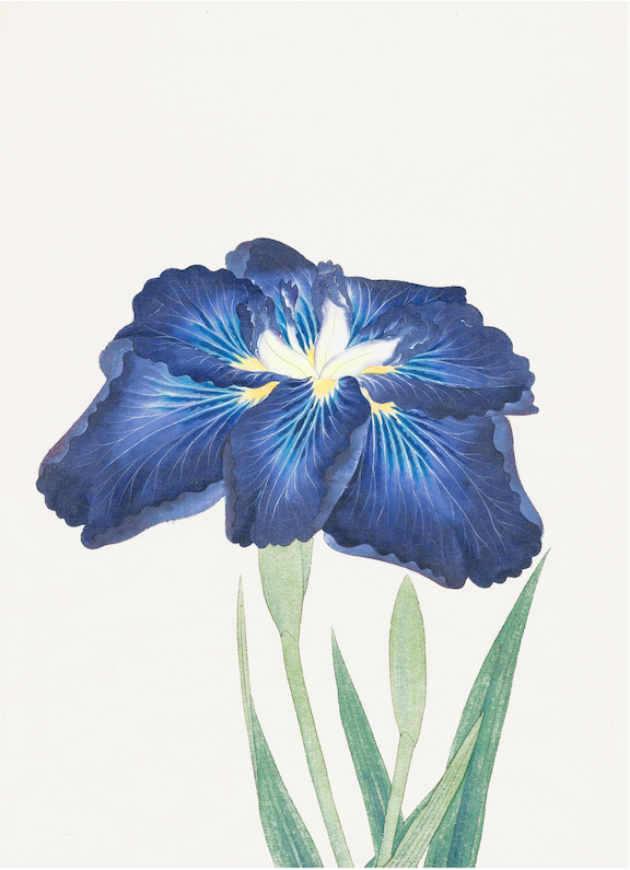 Japanese Irises