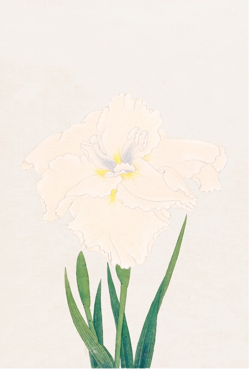 Japanese Irises