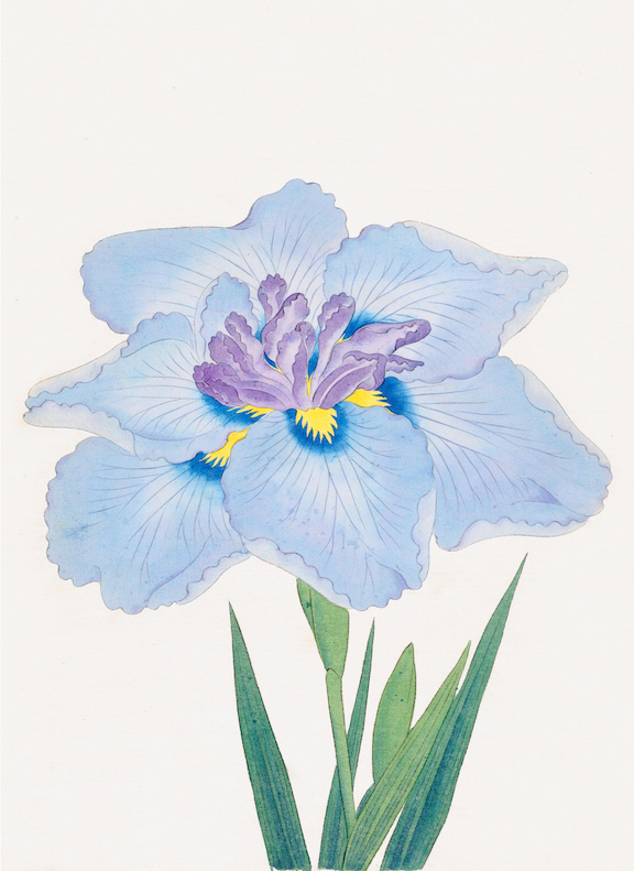 Japanese Irises
