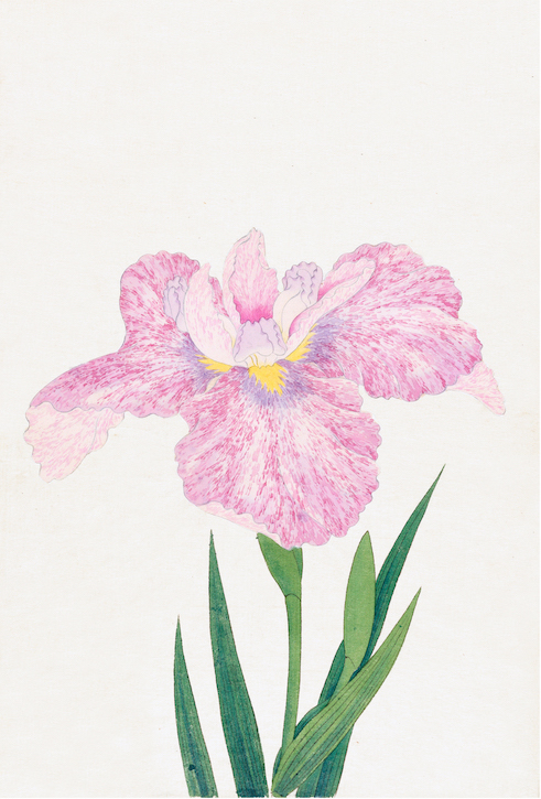 Japanese Irises