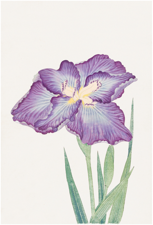 Japanese Irises