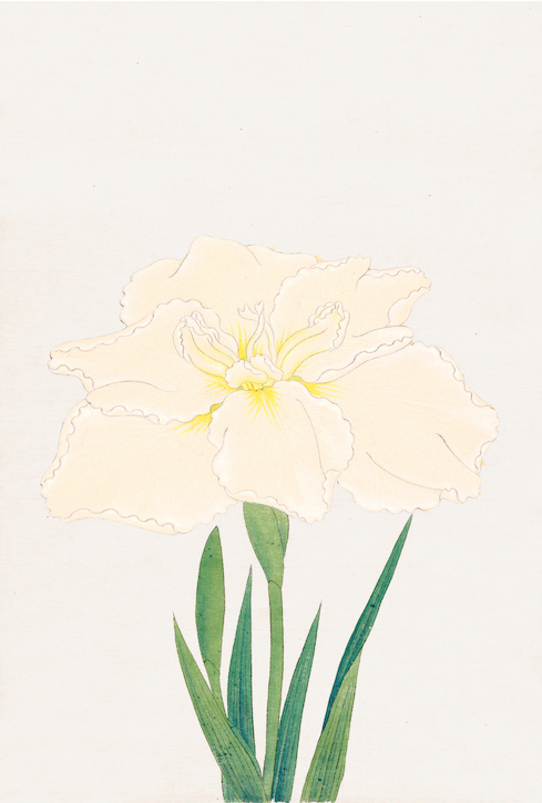 Japanese Irises