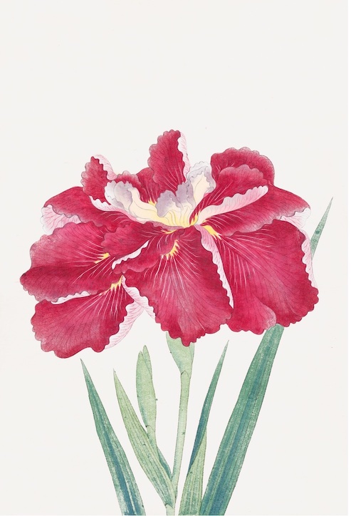 Japanese Irises