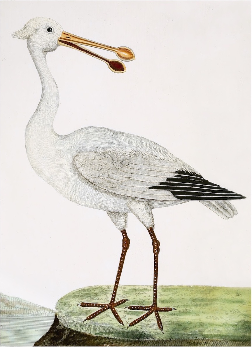 English Aquatic Birds