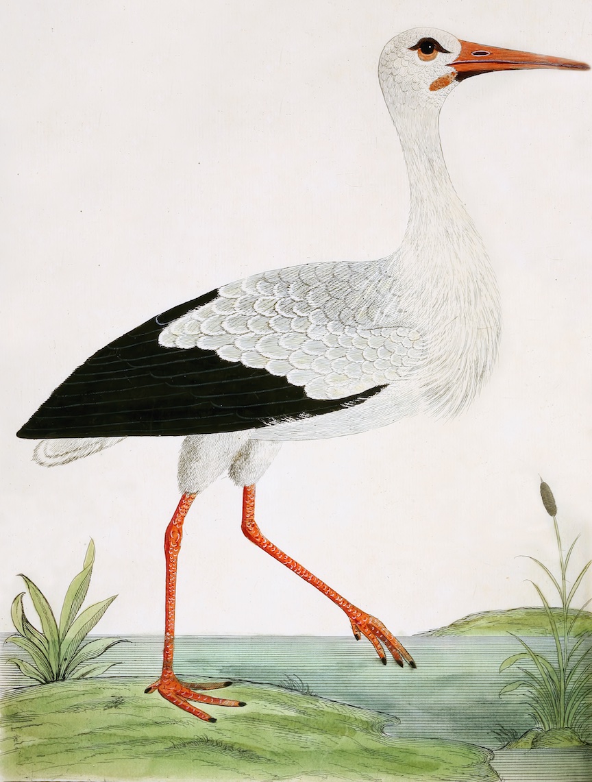 English Aquatic Birds