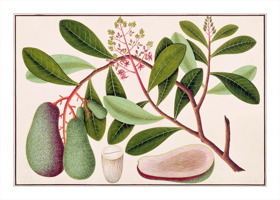 ANGLO-INDIAN BOTANICALS 3