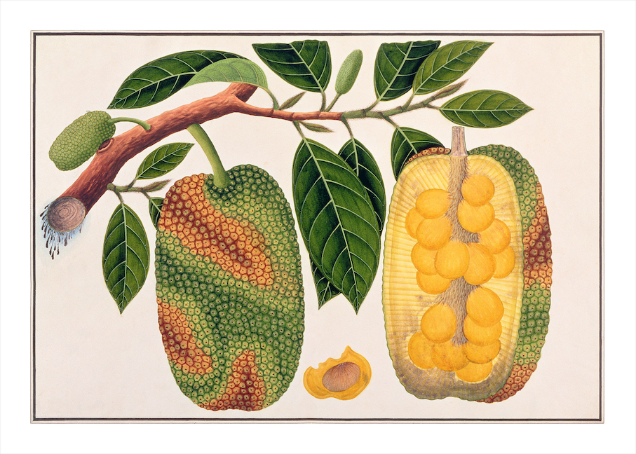 ANGLO-INDIAN BOTANICALS 3