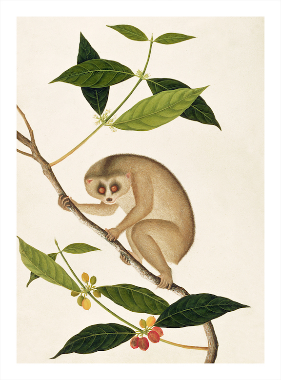 ANGLO-INDIAN ANIMALS