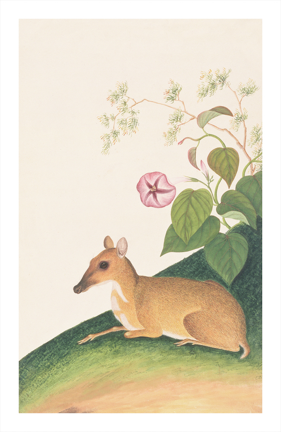 ANGLO-INDIAN ANIMALS