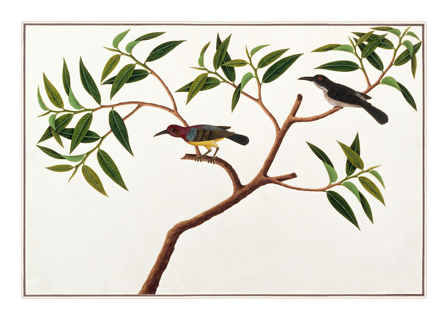 ANGLO-INDIAN BIRDS 2