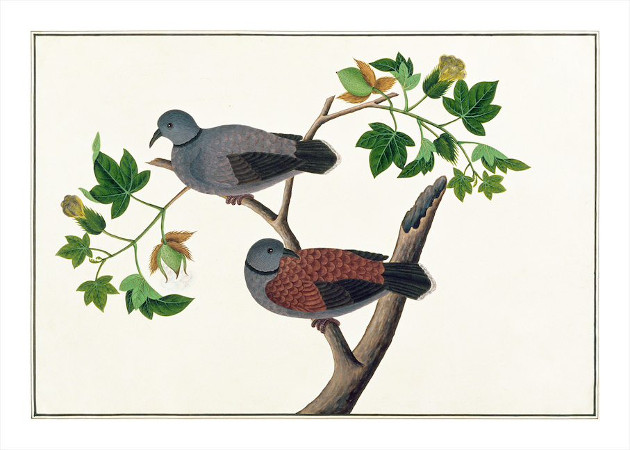 ANGLO-INDIAN BIRDS 2