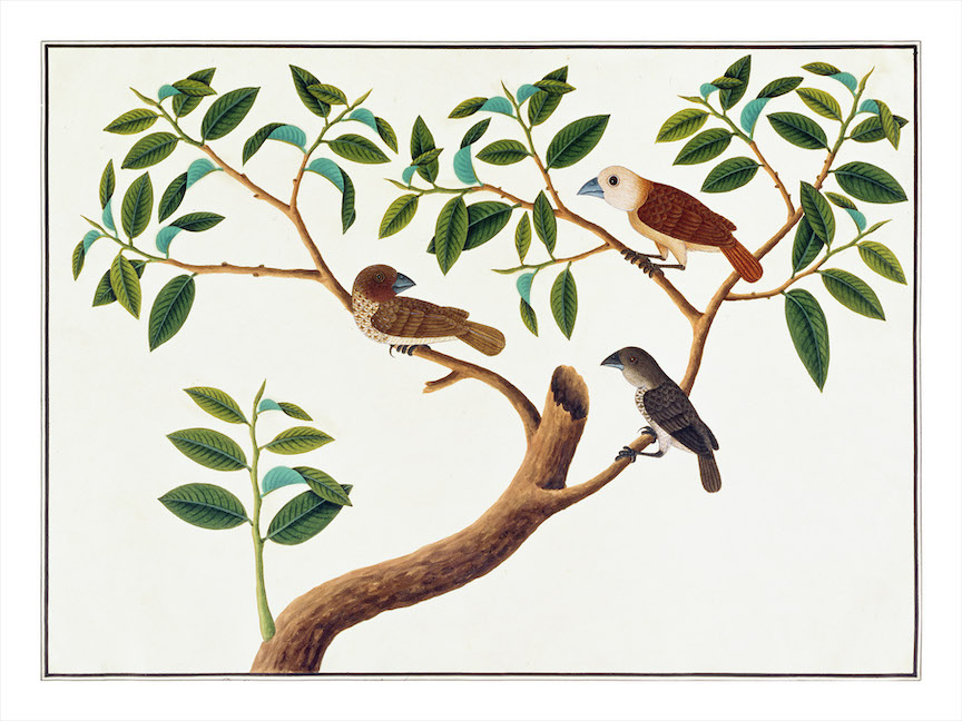 ANGLO-INDIAN BIRDS 2