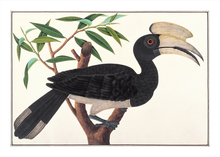 ANGLO-INDIAN BIRDS 2