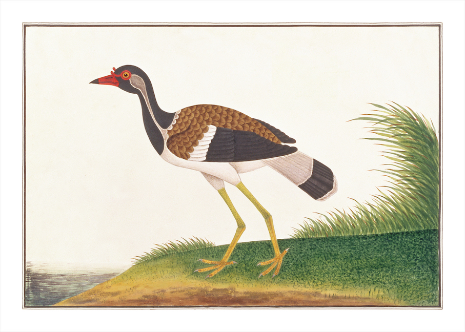 ANGLO-INDIAN BIRDS 2