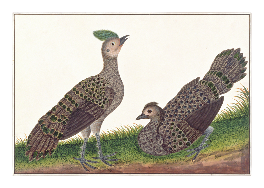 ANGLO-INDIAN BIRDS 2