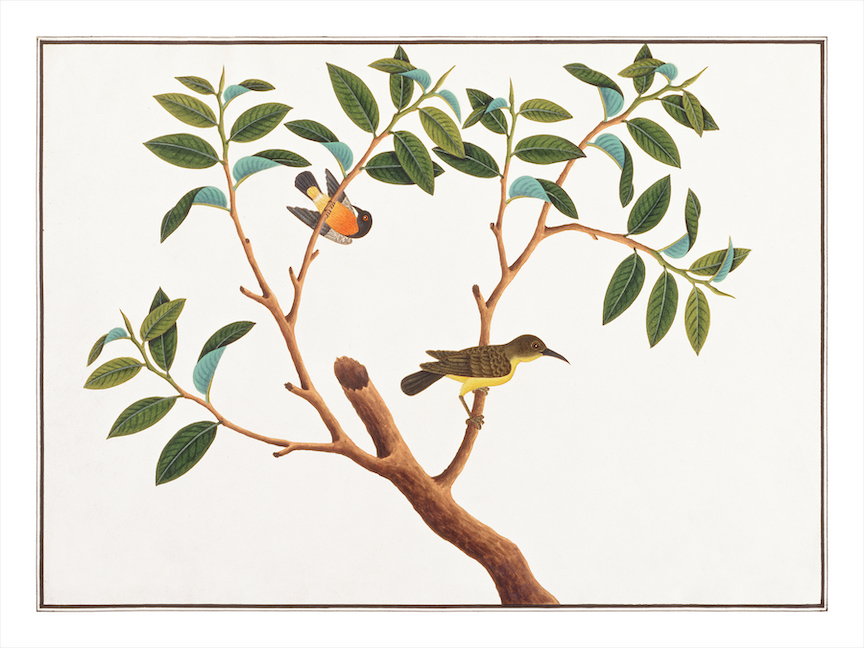 ANGLO-INDIAN BIRDS 2