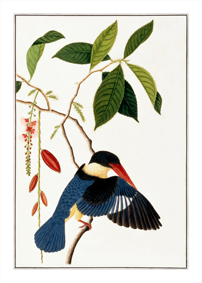 ANGLO-INDIAN BIRDS 2