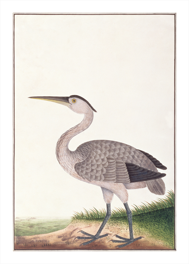 ANGLO-INDIAN BIRDS 2