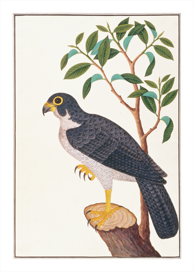 ANGLO-INDIAN BIRDS 2